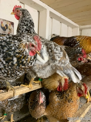 Schwedisches Blumenhuhn - Bruteier, Eier, Henne, Hahn