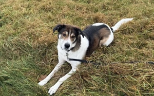 Hazel sucht eine neue Familie