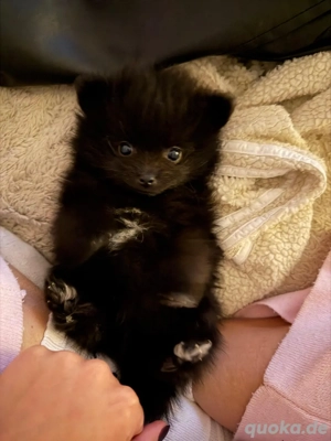 Pomeranian Welpen XS
