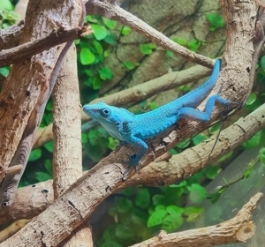 Anolis conspersus consensus