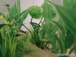 Dalmatiner Molly Nachwuchs