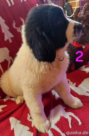 Landseerwelpen abzugeben