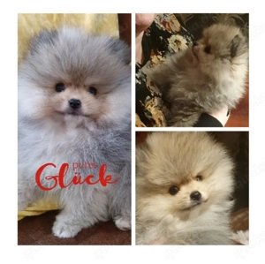 Pomeranian Zwergspitz Welpe wunderschöne Prinzessin 