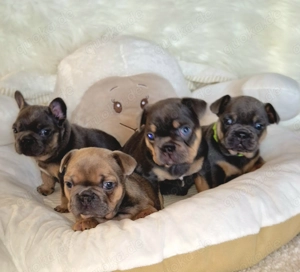 Französische Bulldoggen Welpen in blue cherry tan  mit Ahnentafel 