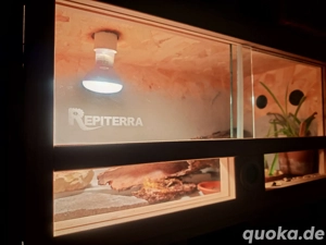 2 Baby Leopardgeckos mit Terrarium