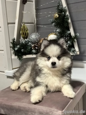 Pomsky-Welpen suchen ein neues Zuhause.