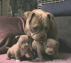 Wunderschöne American Bully Pocket Welpen
