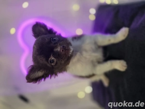 Süßer Pomchi Welpe