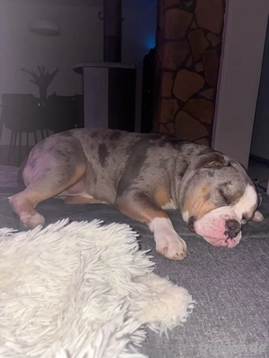 Old English Bulldog sucht ein liebevolles neues Zuhause 