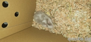 Teddy goldhamster babys zu verkaufen