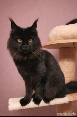 =^..^=Tolles junges Maine Coon Mädchen BLACK mit Stammbaum aus seriöser Zucht =^..^=