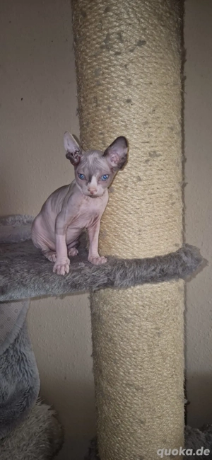 Canadian Sphynx Kitten (W)