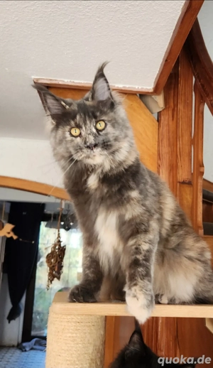 =^..^=Super verschmustes junges Maine Coon Mädchen mit Stammbaum aus seriöser Zucht =^..^=