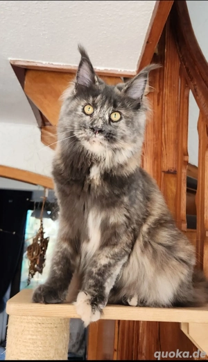 =^..^=Extrem verschmustes junges Maine Coon Mädchen mit Stammbaum aus seriöser Zucht =^..^=