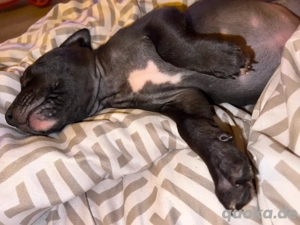 Amerikan bully welpen 