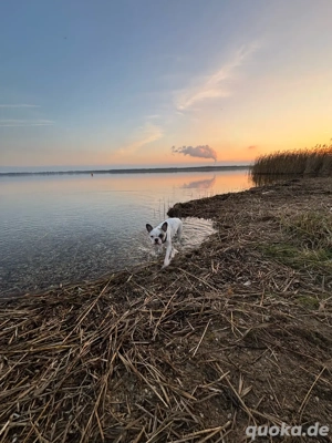 Inge sucht neues Zuhause