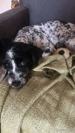 Sky, kleine, süße Hundedame sucht Körbchen zum Bleiben