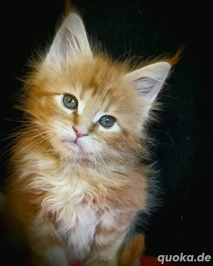 Zwei Maine-Coon-Kätzchen