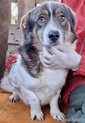 Junghund Freddy ist verzweifelt