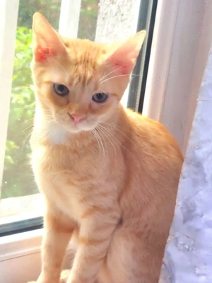 Olly - Schmusekater sucht Familie zum kuscheln