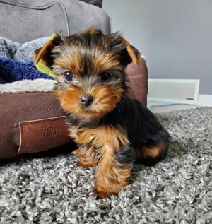 Yorkshire Terrier Welpe Bild 5