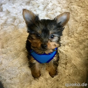 Yorkshire Terrier Welpe
