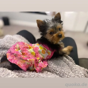 Yorkshire Terrier Welpe adoption