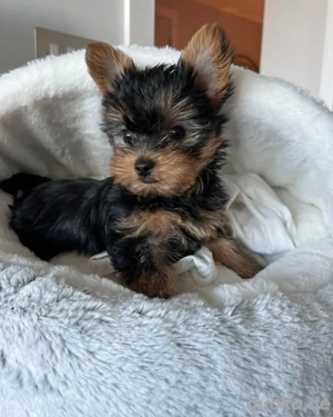 Yorkshire Terrier Welpe