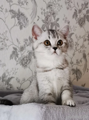 Wunderschöne BKH Kitten suchen ein neues Zuhause 