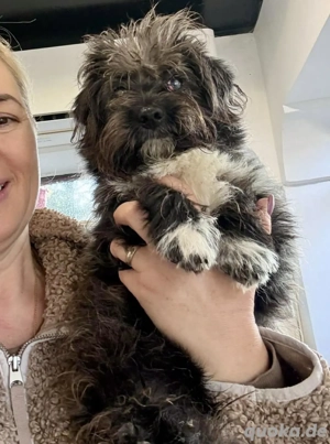 Mini Junghund Casimir