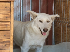 Janek ca. 50 cm   der Muntere