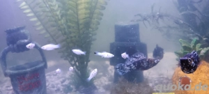 Dalmatiner Spitzmaulkärpflinge (molly) 