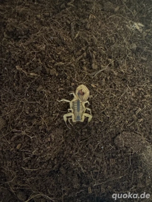 Tityus stigmurus zu verkaufen mit box