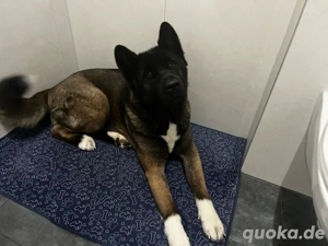  Amerikan Akita mädchen sucht neues zuhause 