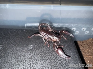 Heterometrus silenus zu verkaufen mit Box