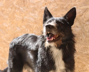 Zorro ca. 45 cm    Wünscht sich Liebe