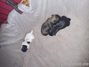 Wundervolle, kleinbleibende Familienhunde