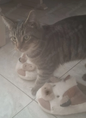 Wer gibt mir ein Zuhause