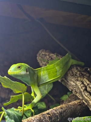 1.0 Brachylophus fasciatus ( Fidschi Leguan )