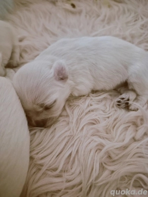 Malteser Welpen Reinrassig