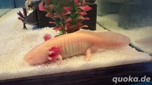 Axolotl Gold Männchen 