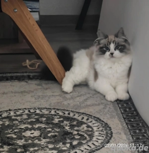 Boorey (Ragdoll kitten) 