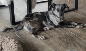 Bianca - eine besondere Schönheit sucht ihre Menschen