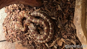 kornnatter zu verkaufen