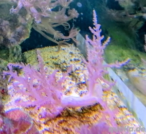 Korallen, Kenia Bäumchen Weichkorallen