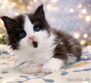 Reinrassige Maine Coon Kitten mit Stammbaum 