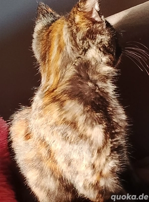 Katze, drei Monate alt.