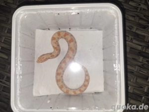 1.1 Hakennassennattern