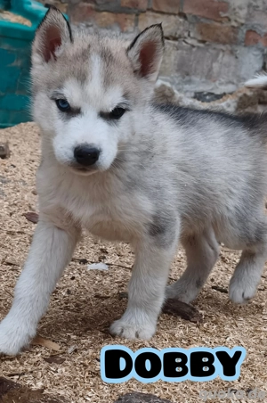 Noch 3 Husky Welpen  