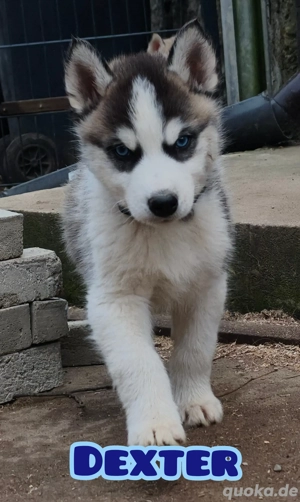 Noch 5 Husky Welpen  